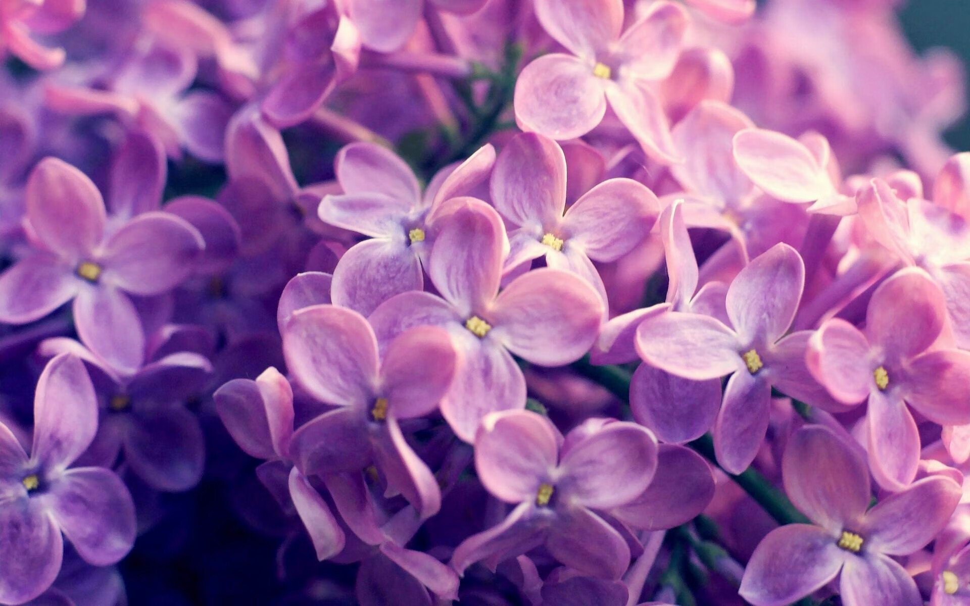 鏖战至暗时刻,韩国队破欧制胜,张本智和那一吼如何载入史册?