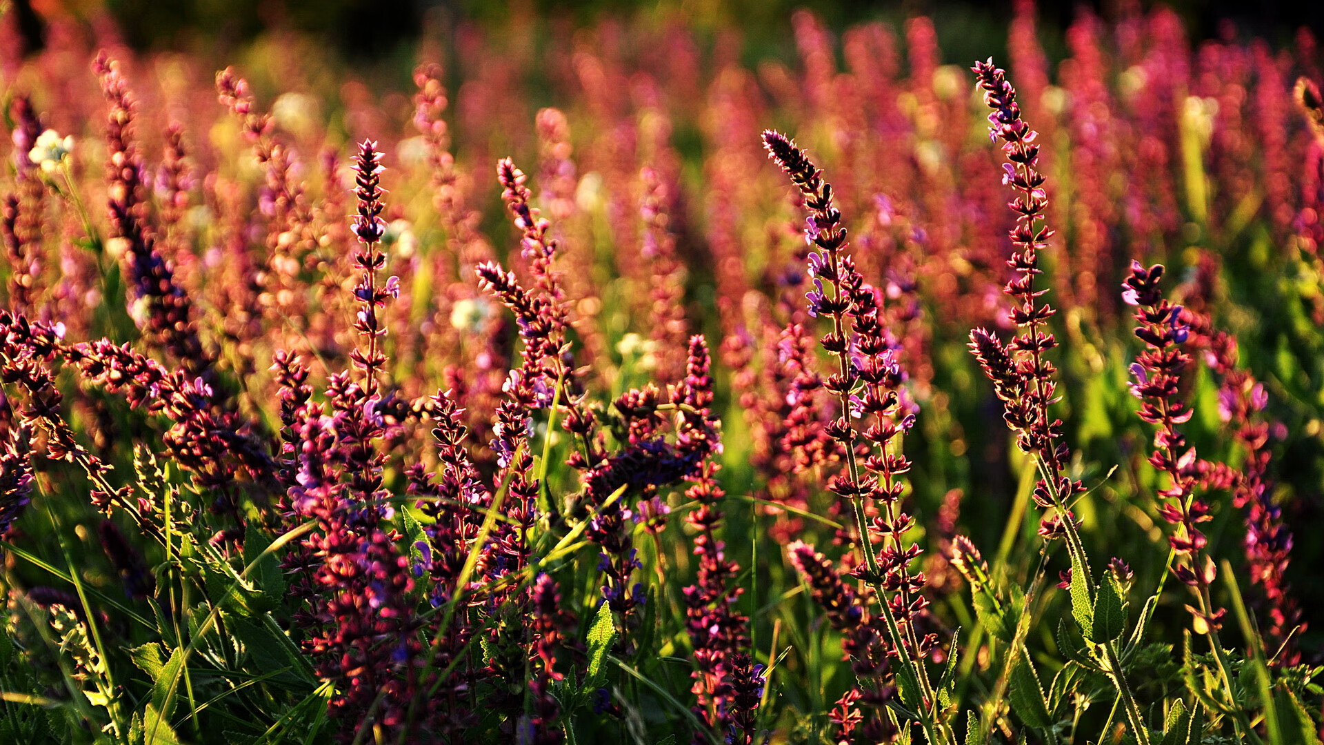 钢铁意志的碾压，塞恩斯如何驾驭银箭横扫威廉姆斯