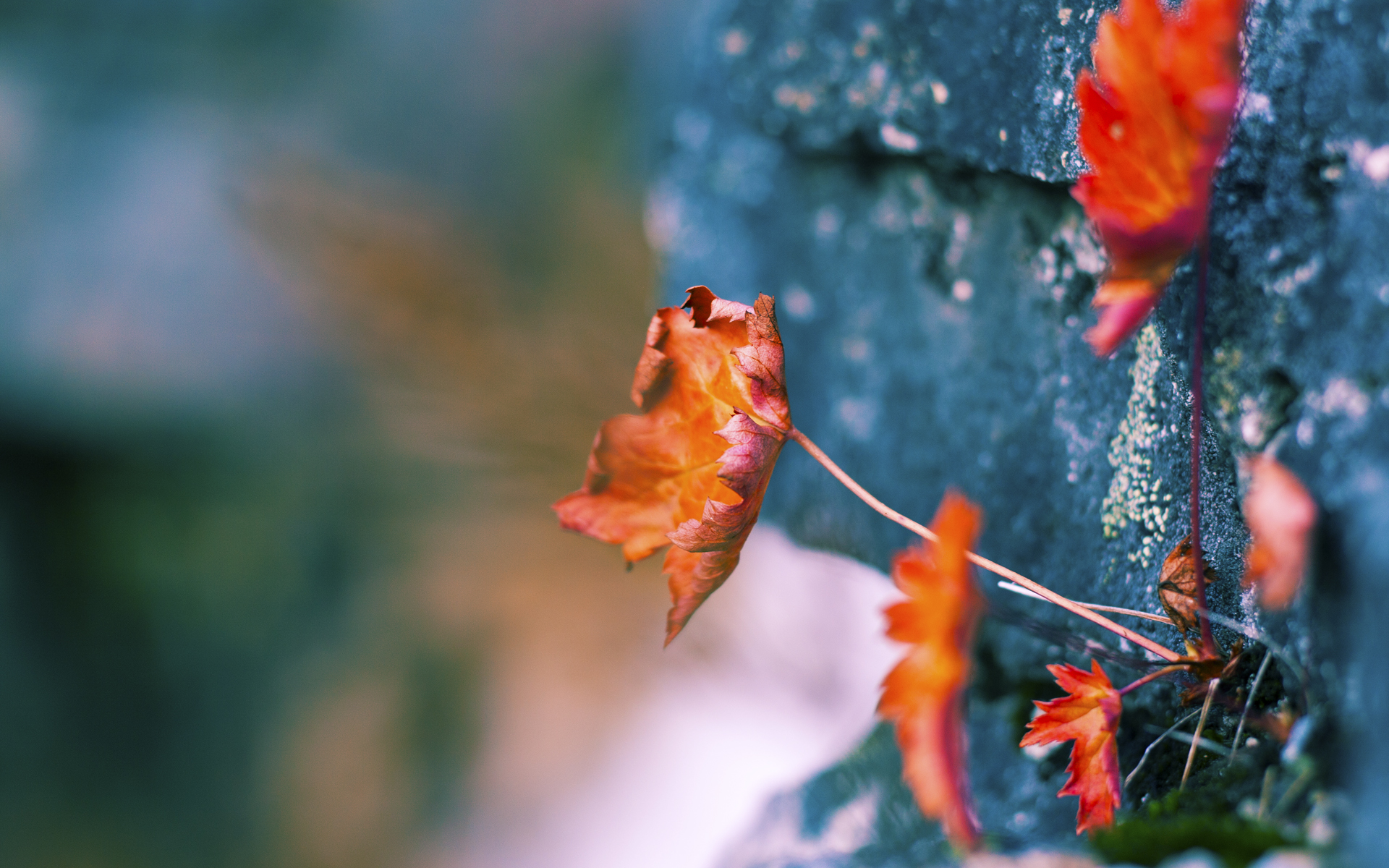 双红博弈，拉塞尔一骑绝尘，维斯塔潘致命一击