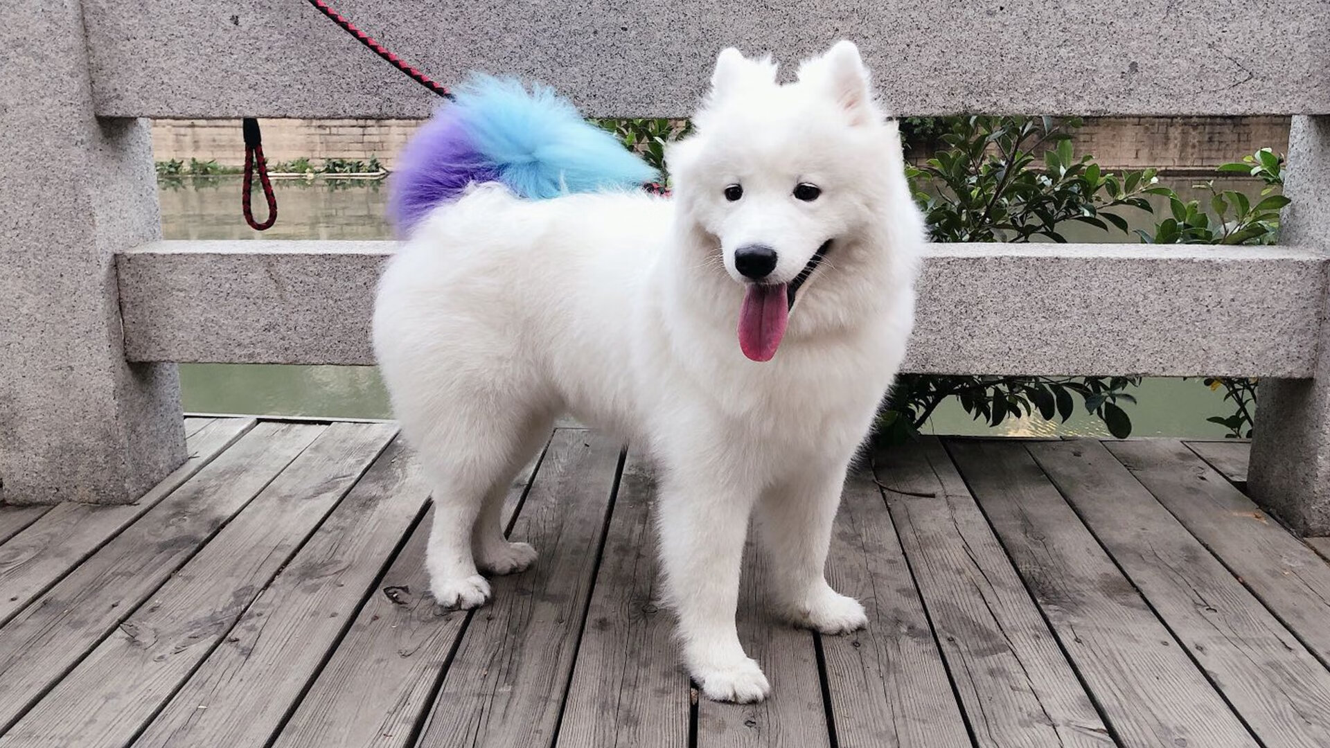 黄白神迹，当逆转基因刻进骨髓，门迪为神话写下新注脚