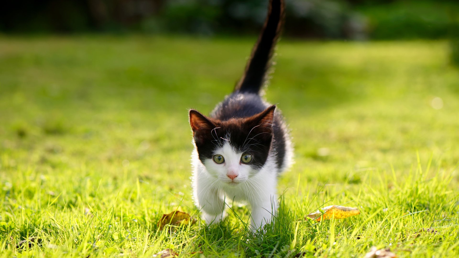 红牛二队上演大卫战胜歌利亚，塞恩斯关键制胜击败法拉利