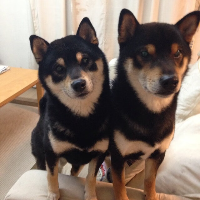 红土觉醒，梅德韦杰夫联合杯横扫蒙特卡洛大师赛，状态火热剑指法网