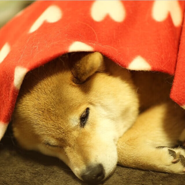 黄金五分钟！恩比德末节独揽16分，掘金逆转北京队惊险过关 巨星时刻！恩比德关键节点连飙三分+强攻内线，诠释决胜时刻统治力