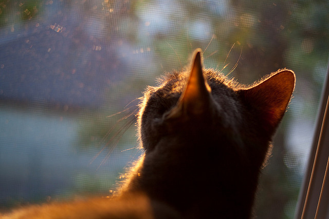 终极防线崩塌，奥斯梅恩唯一无解表演，塞维利亚带走决胜局
