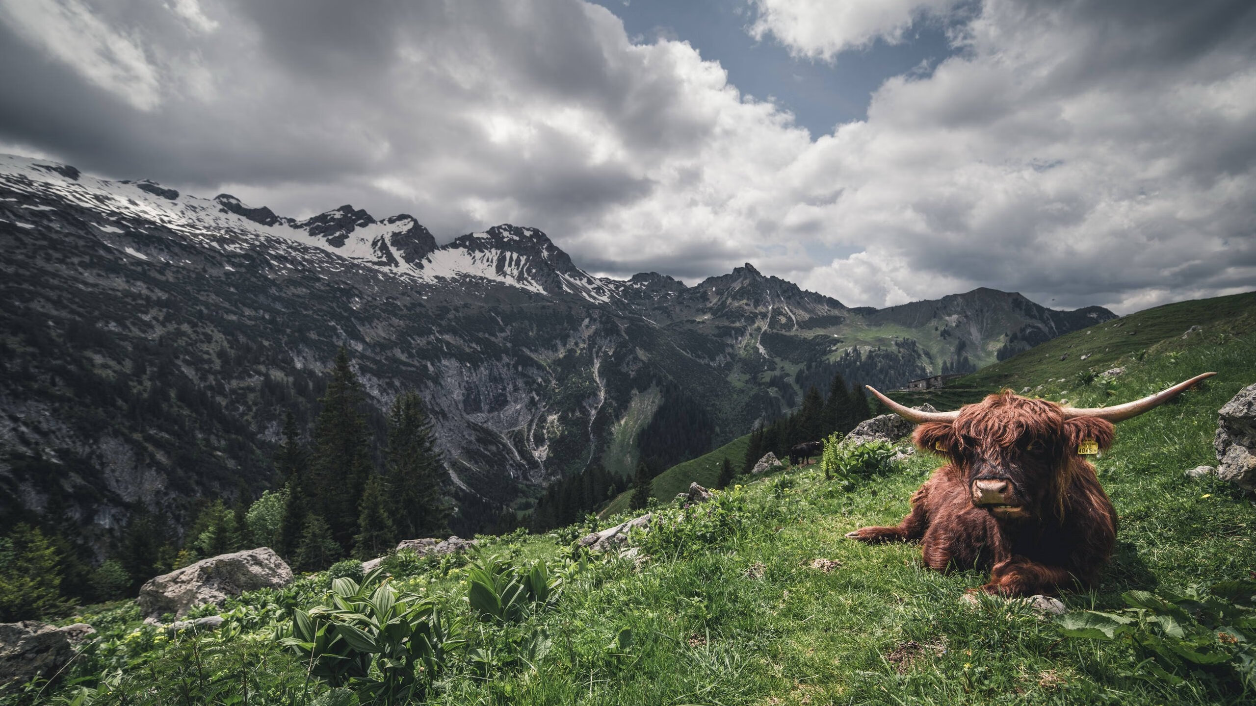 我来帮你构思这篇充满对抗张力的体育赛事文章