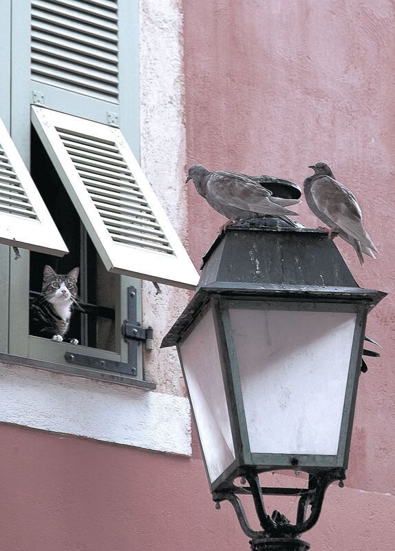 辽宁锁喉新疆,布伦森化身绝境指挥官