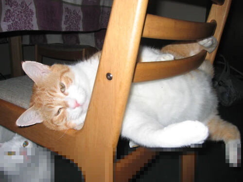 跨界王者的加冕，当约基奇在世界杯之夜诠释另一种足球