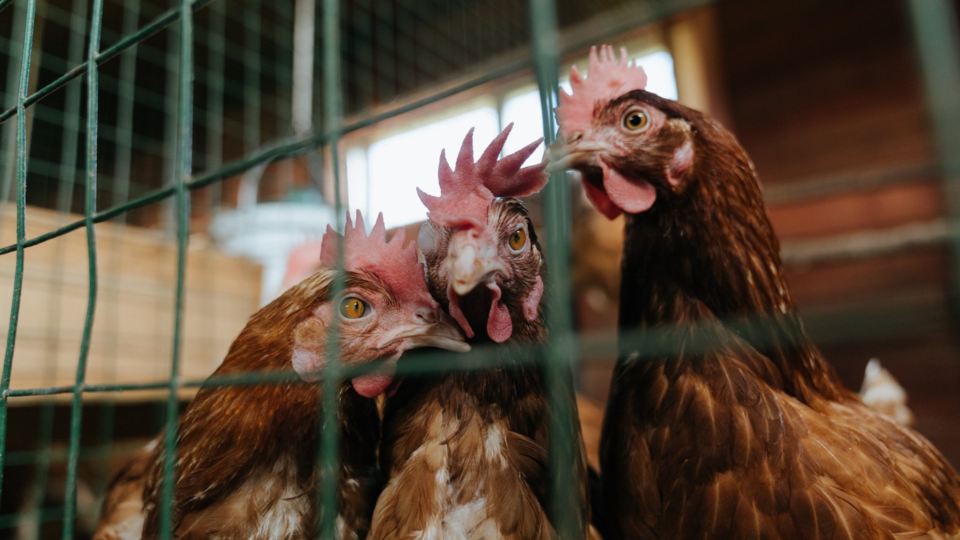 不止于战术,富安健洋如何成为全队节奏的箭头人物,切尔西又是怎样带走加纳
