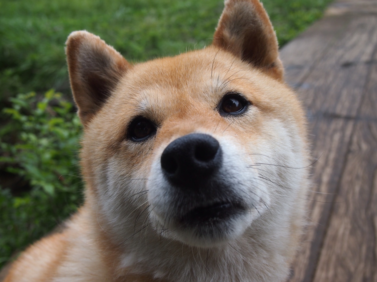 武切维奇异次元41分摧毁汾河防线,黄蜂跨界征服CBA劲旅山西