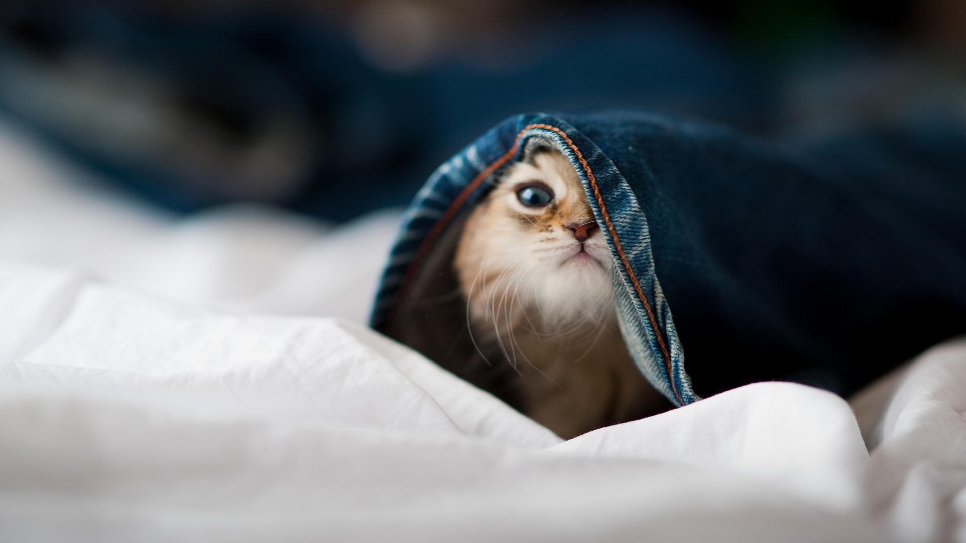 双重压制,猛龙的团队交响与字母哥的孤胆英雄