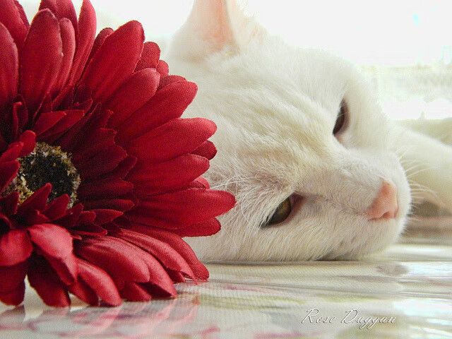 风城新王降临!杜兰特无解单打撕碎爵士铁血防线