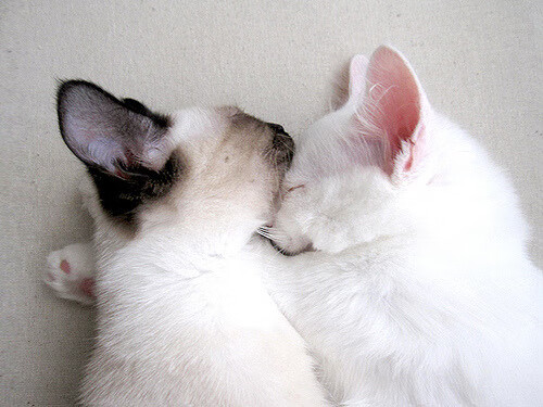 当东决关键战遇上北京队踏平火箭,一场定义唯一性的体育叙事解构