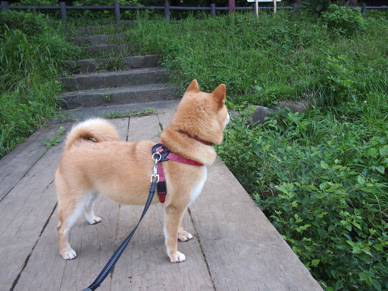 绿茵唯一性,当贝蒂斯斩落雄狮,C罗的脉络在何处延伸?