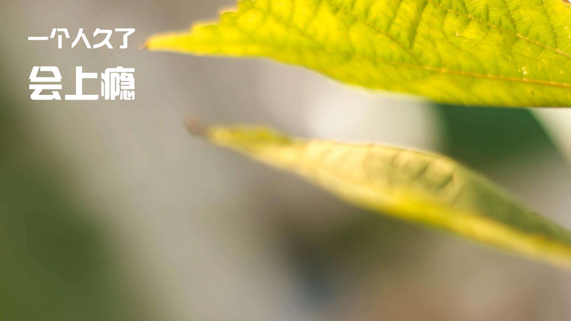 破晓之战，当广东防线在班凯罗的烈焰下化为灰烬