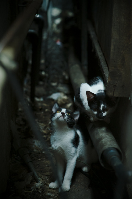 孤星与群狼，当东契奇扛起独行侠，鹈鹕用战术铁链锁住老鹰