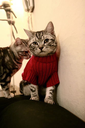 黄喜灿，当韩式坚韧遇上阿根廷探戈