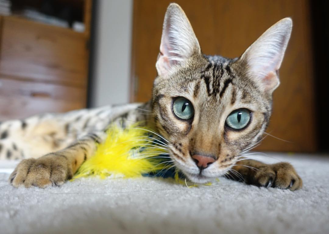 创纪录夜！爱德华兹一人射落9三分，上海硬战擒广厦取关键一胜