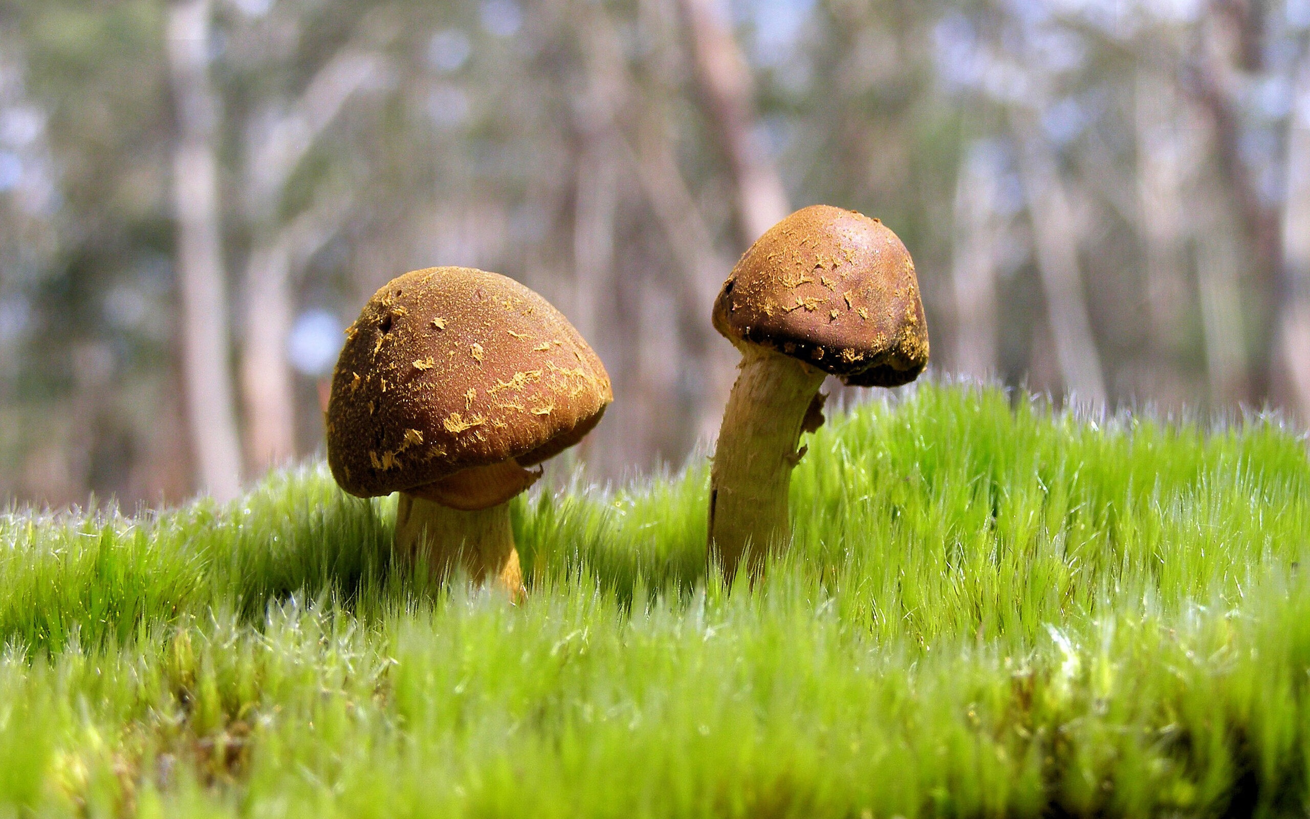 哈弗茨，解锁德国战车节奏的黄金钥匙