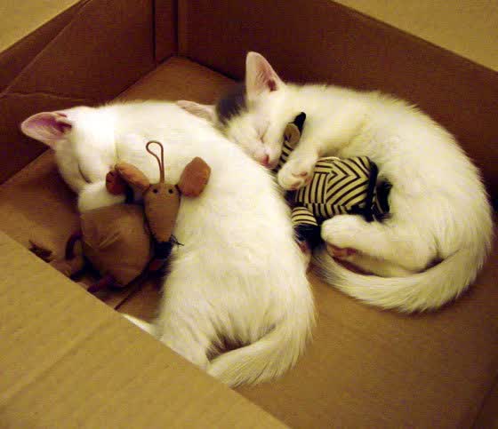 2026生死夜，萨内星光闪耀，捷克门神铸就铁壁，尼日利亚梦断焦点战