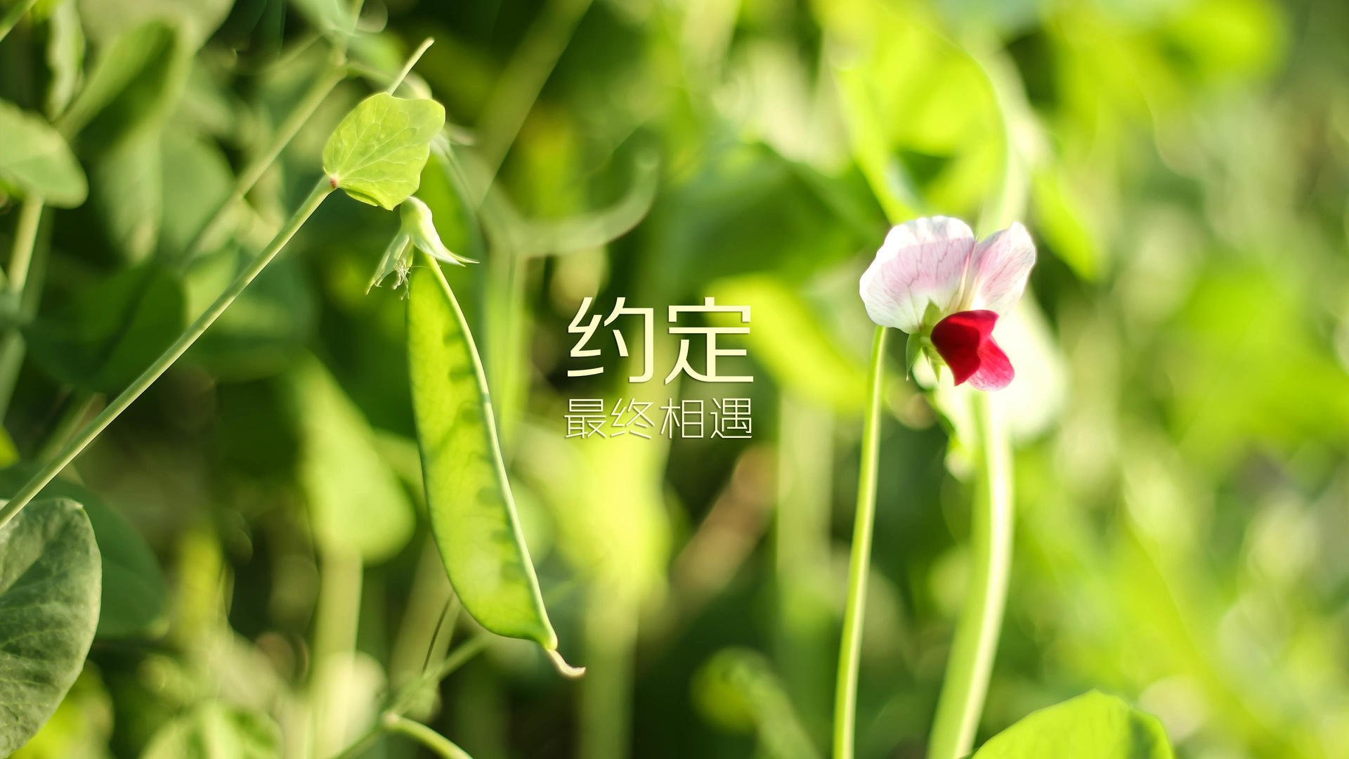 不可思议的F组,当北境冰火熄灭,东南亚战象踏碎宿命,阿方索·戴维斯用左膝写下历史